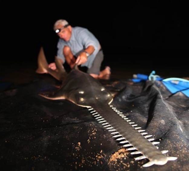 Picture 6 of Collection of formidable aquatic monsters