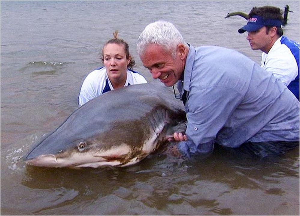 Picture 7 of Collection of formidable aquatic monsters