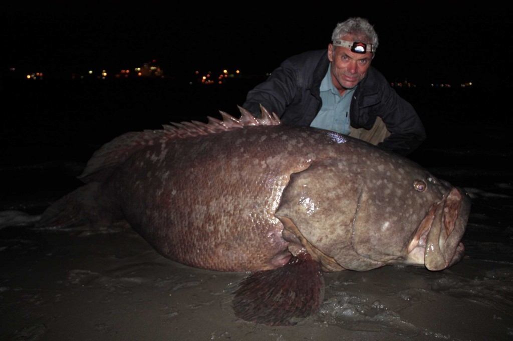 Picture 9 of Collection of formidable aquatic monsters
