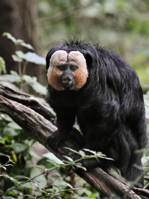 Picture 6 of Collection of selected animals