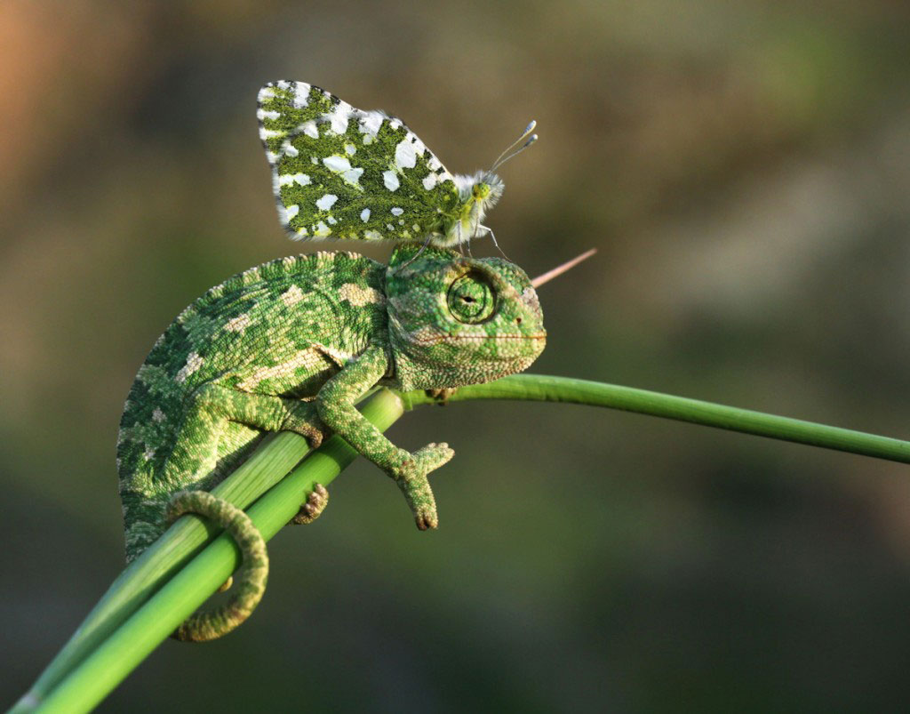 Picture 10 of Collection of the most adorable animals in the earth