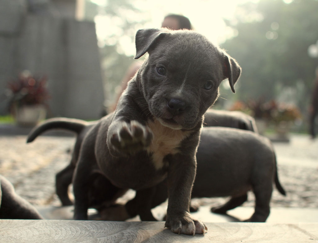 Picture 12 of Collection of the most adorable animals in the earth