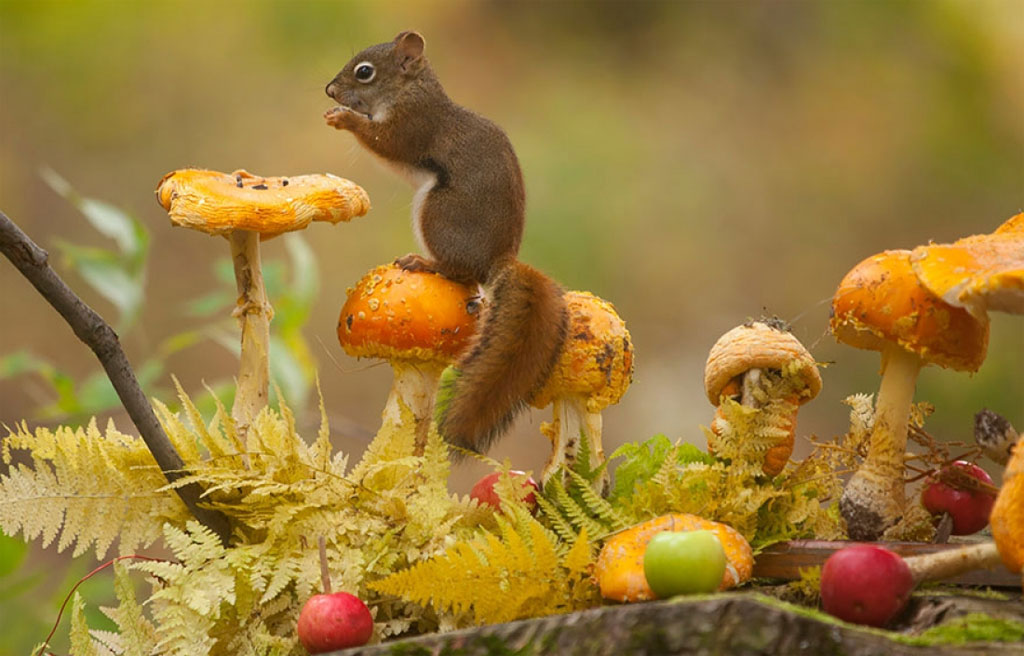 Picture 13 of Collection of the most adorable animals in the earth