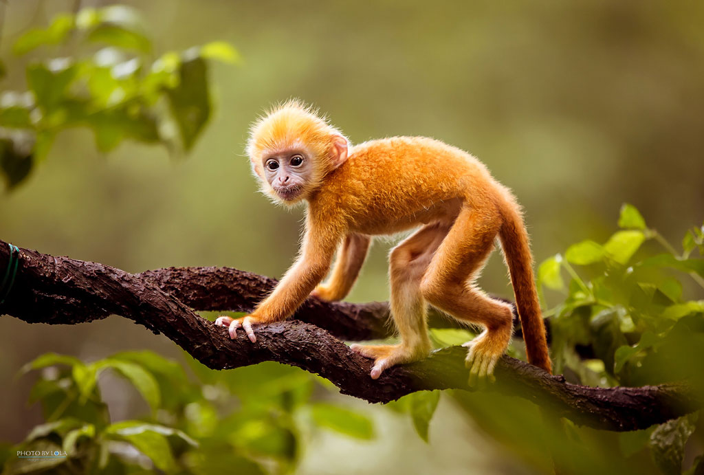 Picture 17 of Collection of the most adorable animals in the earth