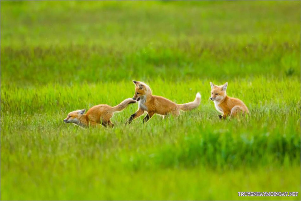 Picture 18 of Collection of the most adorable animals in the earth