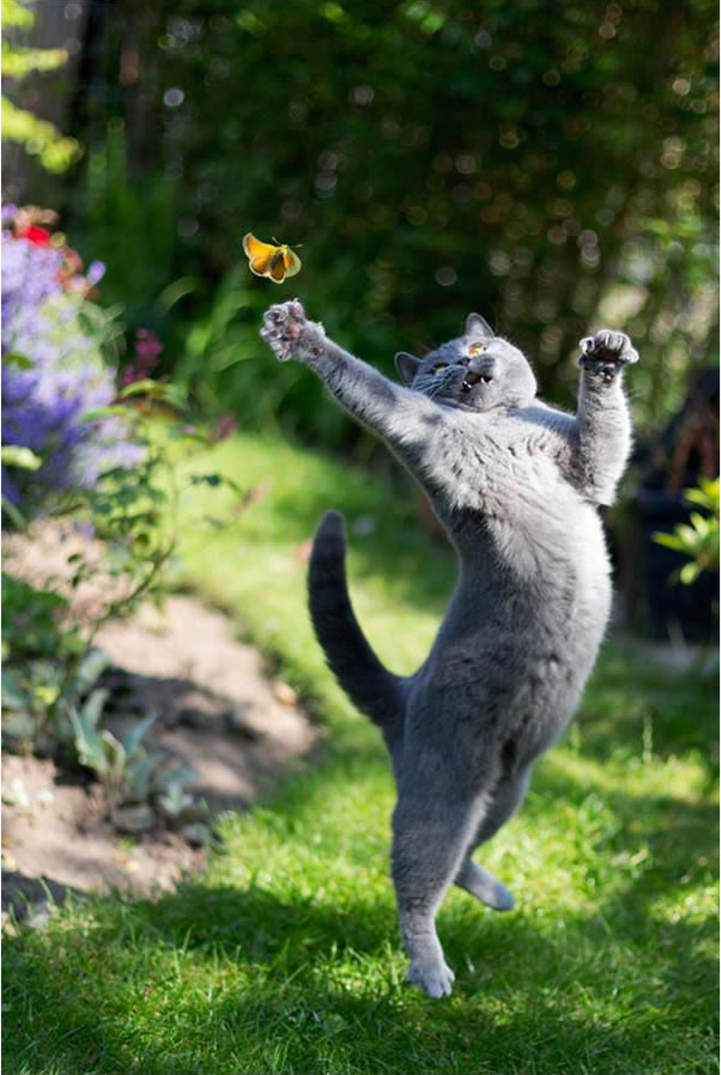 Picture 19 of Collection of the most adorable animals in the earth