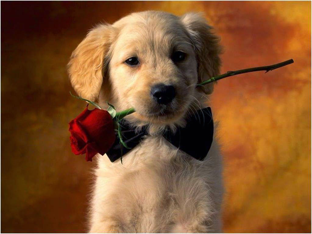 Picture 21 of Collection of the most adorable animals in the earth