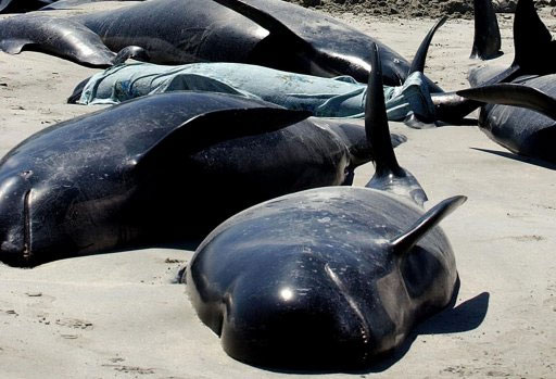 Picture 2 of Collective whales are not in the same family