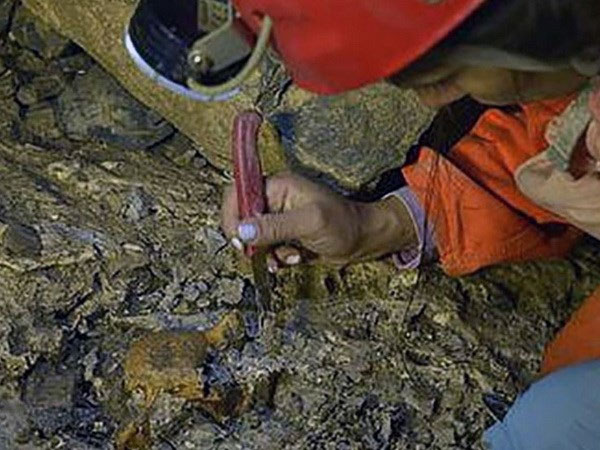 Picture 1 of Colombia discovered a treasure of 5 million years old paleontology