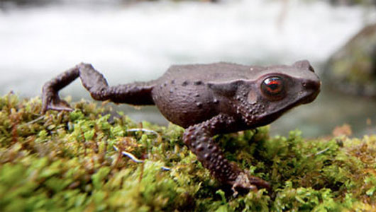 Picture 1 of Colombia discovered three species of frogs never known