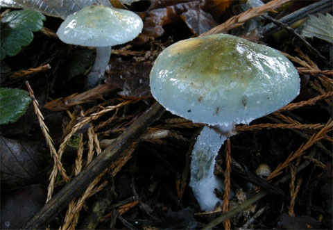 Picture 8 of Colorful beauty of mushrooms