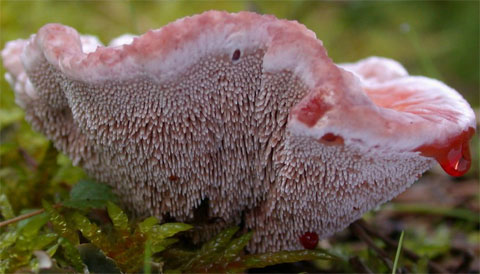 Picture 9 of Colorful beauty of mushrooms