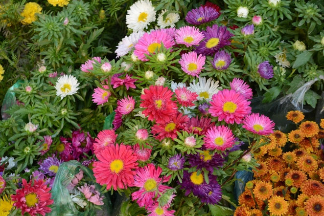 Picture 9 of Colorful flowers on Hoang Hoa Tham street
