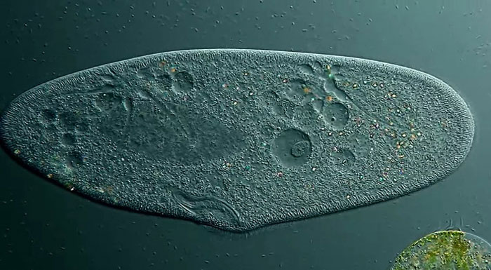 Picture 8 of Colorful life through a microscope