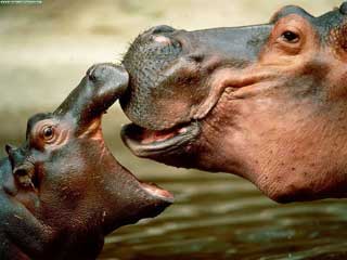 Picture 2 of Colorful story of 'love' of animals