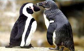 Picture 3 of Colorful story of 'love' of animals