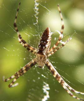 Colorful woven spider to do? images 1