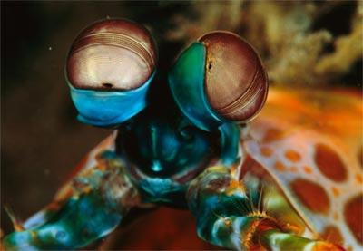 Picture 1 of Colors on the bottom of the sea