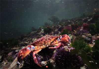 Picture 10 of Colors on the bottom of the sea