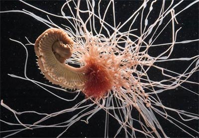 Picture 2 of Colors on the bottom of the sea