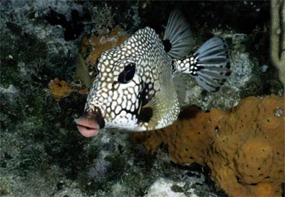 Picture 3 of Colors on the bottom of the sea