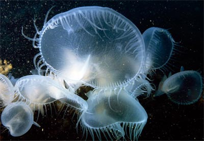 Picture 4 of Colors on the bottom of the sea