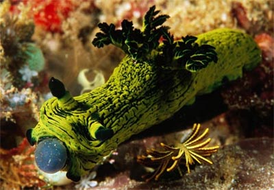 Picture 7 of Colors on the bottom of the sea