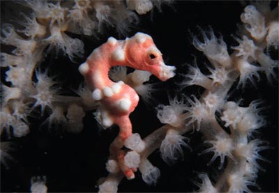 Picture 8 of Colors on the bottom of the sea