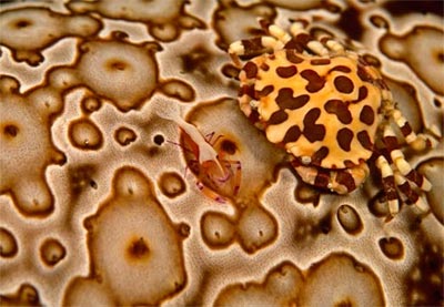 Picture 9 of Colors on the bottom of the sea