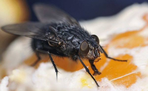 Picture 1 of Common points between people, flies and worms