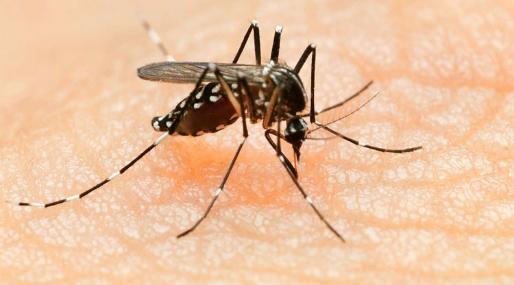 Picture 2 of Common questions when Zika virus spread in Saigon