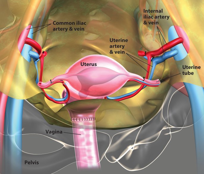Picture 2 of Complete the first uterine transplant in the United States