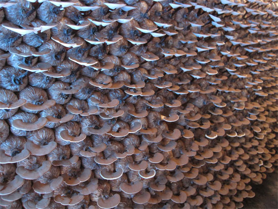 Picture 1 of Complete the process of growing Ganoderma in Hue