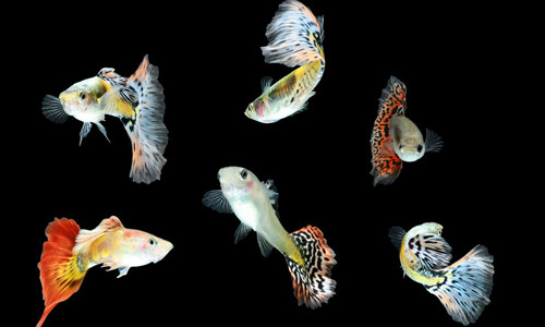 Picture 1 of Complex personality of fish