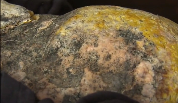 Picture 1 of Compound makes sperm whale more expensive than gold