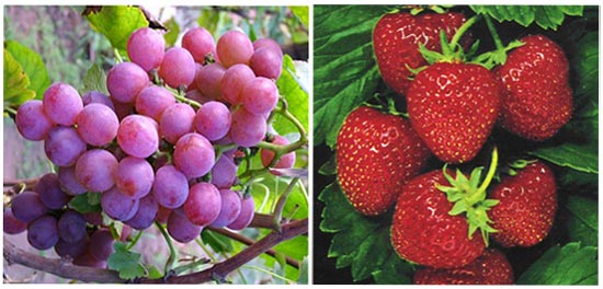 Picture 2 of Compounds in fruits are resistant to head and neck cancer
