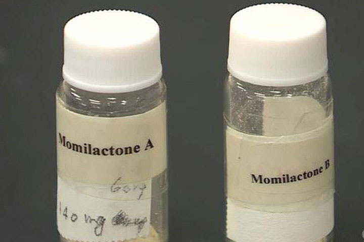 Picture 1 of Compounds that are more expensive than 30,000 times are found from rice