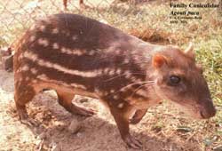 Con Paca images 2
