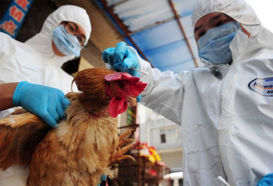 Picture 1 of Concerns about drug resistance of H7N9 virus