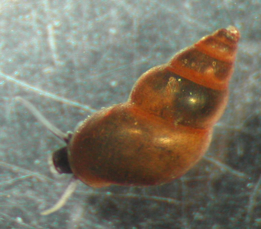 Concerns about invasive snails at Lake Michigan images 1