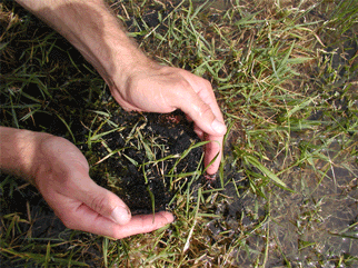 Concerns about invasive snails at Lake Michigan images 2