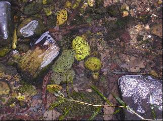 Concerns about invasive snails at Lake Michigan images 3