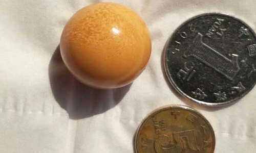Picture 1 of Conch big pebble pearl in China
