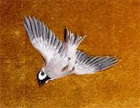 Picture 1 of Conference of Balkan bird flu