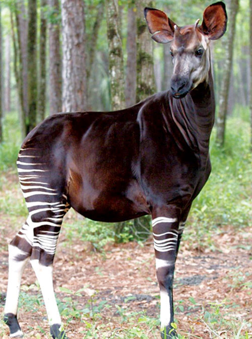 Picture 1 of Congressional national symbol of extinction