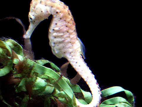 Picture 1 of Conquering white seahorses