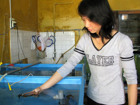 Picture 2 of Conquering white seahorses