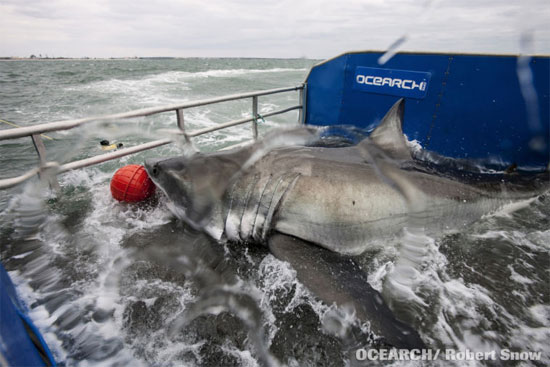 Picture 1 of Conquering white sharks weighing 1000kg