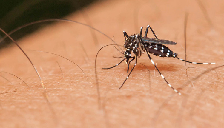 Picture 1 of Consequences when mosquitoes become extinct