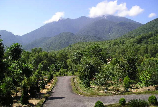 Picture 1 of Conservation of genetic resources of rare plants in Bach Ma